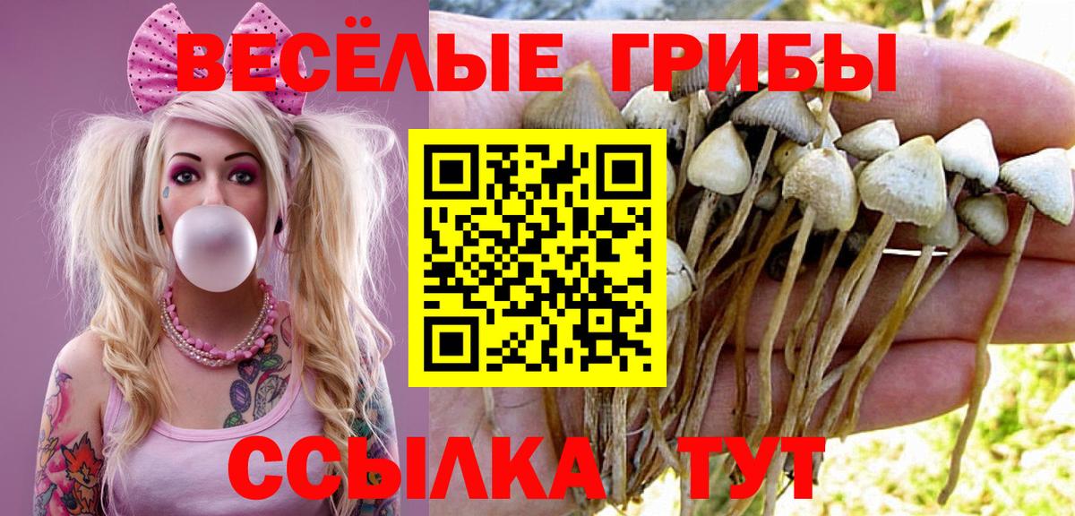 Псилоцибиновые грибы Psilocybine cubensis  купить наркотики сайты  Зеленогорск  Псилоцибиновые грибы MAGIC MUSHROOMS 