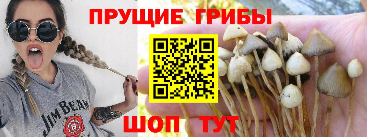 Галлюциногенные грибы Psilocybe Зеленогорск